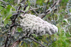 Araujia brachystephana