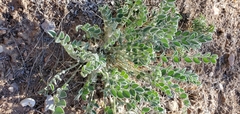 Astragalus desereticus