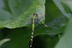 Erythemis simplicicollis