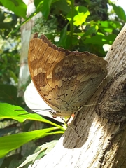 Archaeoprepona demophon