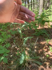 Carex assiniboinensis