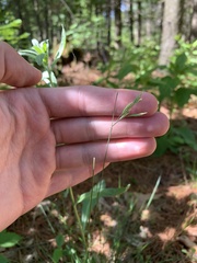 Carex assiniboinensis