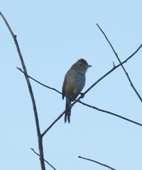 Thamnophilus torquatus