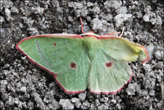 Chlorocoma cadmaria