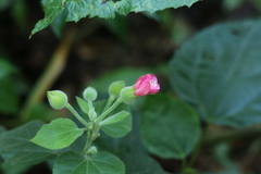 Pavonia malacophylla