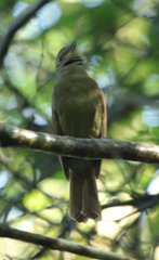 Schiffornis virescens