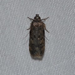 Chionodes pereyra
