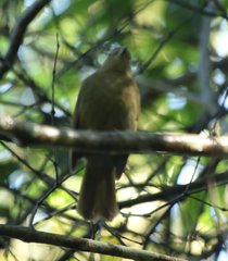 Schiffornis virescens