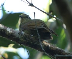 Schiffornis virescens
