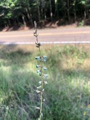 Desmodium sessilifolium