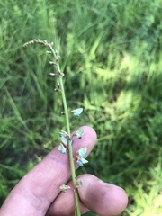 Desmodium sessilifolium