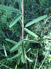 Desmodium sessilifolium
