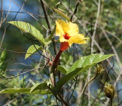 Mandevilla hirsuta