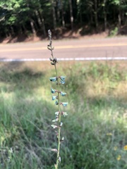 Desmodium sessilifolium