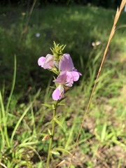 Tephrosia spicata