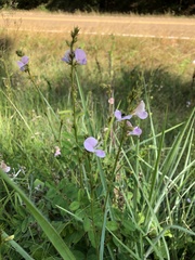 Tephrosia spicata