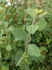 Aphis spiraecola