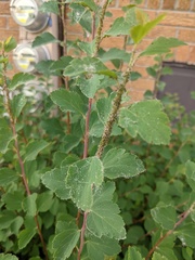 Aphis spiraecola
