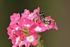 Dendrotettix quercus