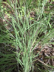 Dichanthelium consanguineum