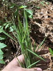 Dichanthelium consanguineum