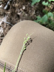 Dichanthelium consanguineum