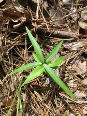 Thyrsanthella difformis