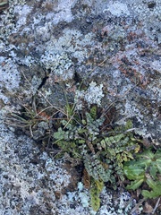 Gingidia enysii peninsulare