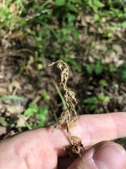 Spiranthes sylvatica