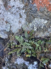 Gingidia enysii peninsulare