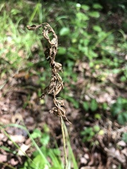 Spiranthes sylvatica