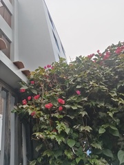 Bougainvillea
