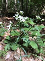 Sericocarpus linifolius