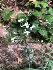 Sericocarpus linifolius