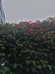 Bougainvillea