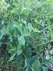 Baptisia alba macrophylla