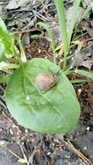 Fruticicola fruticum