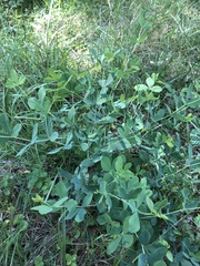 Baptisia alba macrophylla