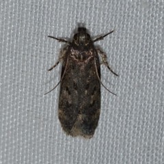 Chionodes pereyra