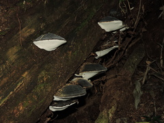 Hornodermoporus martius