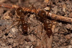 Aphaenogaster longiceps