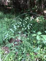Festuca paradoxa
