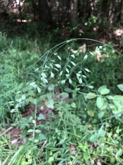 Festuca paradoxa