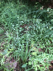 Festuca paradoxa