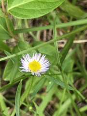 Erigeron tenuis