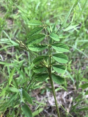 Tephrosia spicata