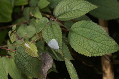 Celastrina echo gozora