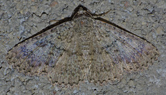 Ophiusini
