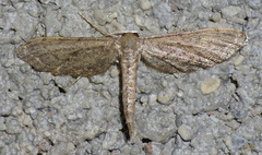 Protoproutia laredoata