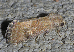 Plagiomimicus mimica